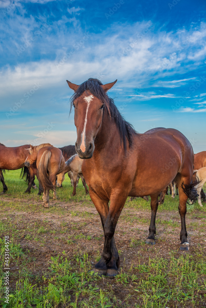 A herd of horses grazes in the pasture in the afternoon.