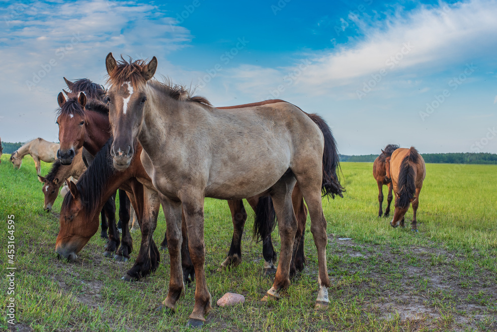 A herd of horses grazes in the pasture in the afternoon.