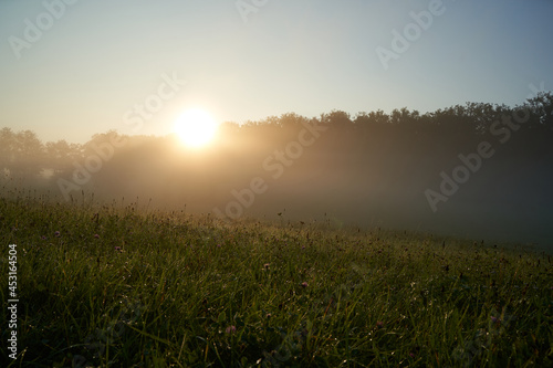 Sun rises behind the forest. Dew is on the meadow in the morning summer day. Landscape in germany.