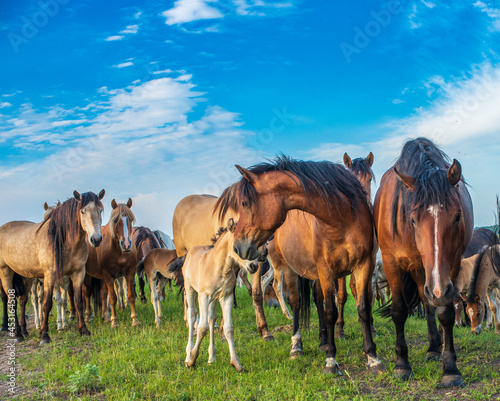 A herd of horses grazes in the pasture in the afternoon.