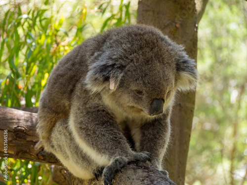 Sad looking koala