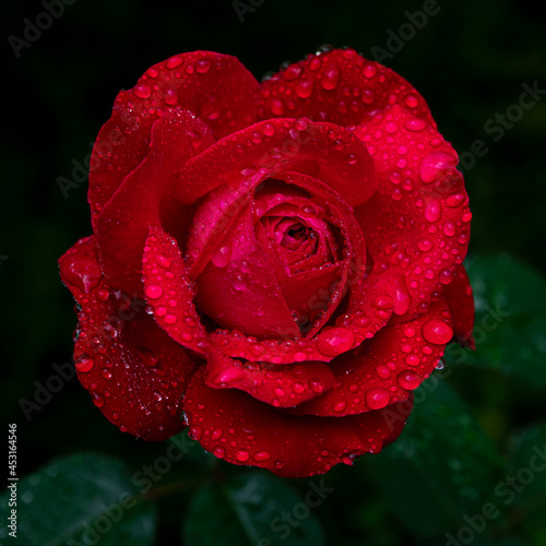 Beautiful large red purple rose with dew drops close up