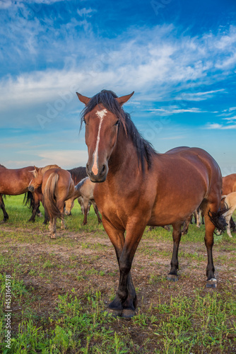 A herd of horses grazes in the pasture in the afternoon. © shymar27