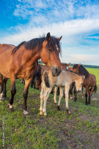 A herd of horses grazes in the pasture in the afternoon.
