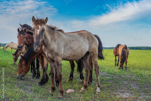 A herd of horses grazes in the pasture in the afternoon. © shymar27