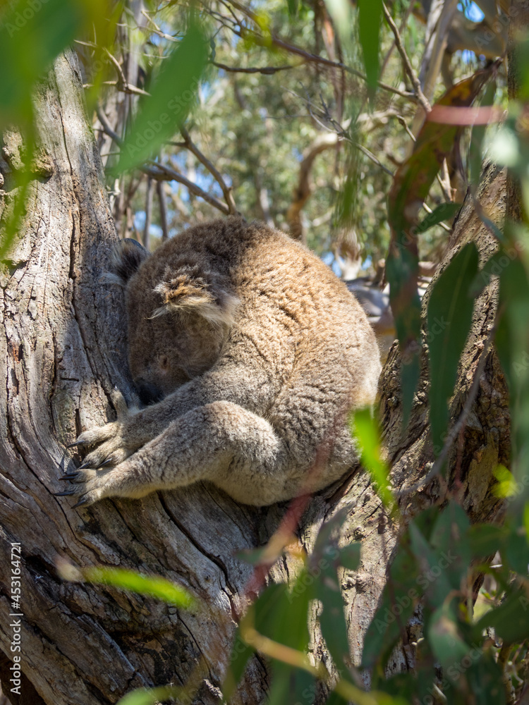 Obraz premium Koala sleeping in a tree setaed between branches