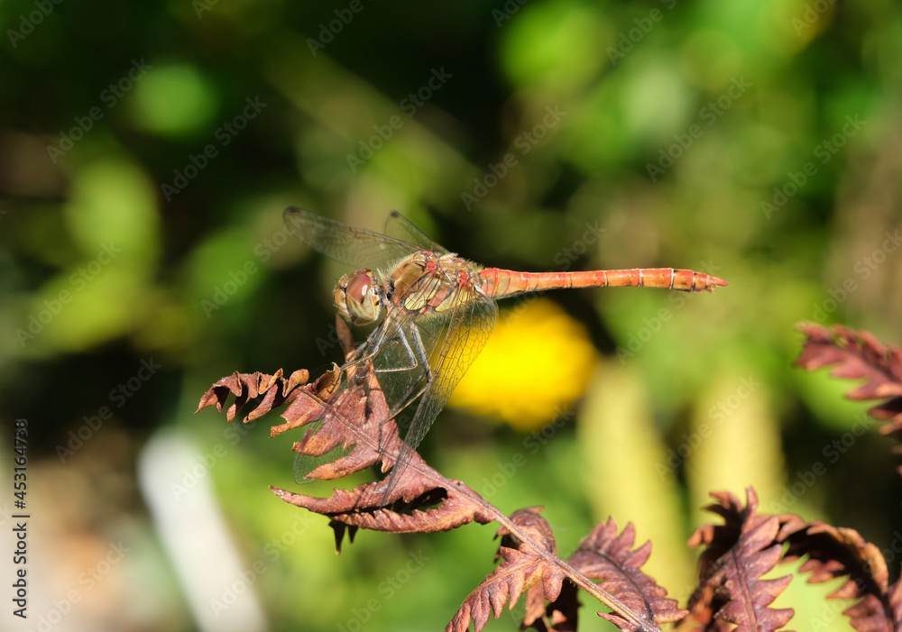 Fototapeta premium Szablak podobny