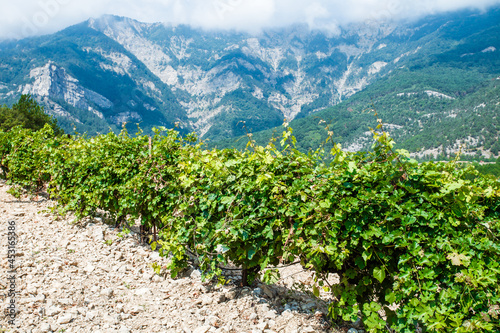 Vineyards bushes on plantation ripen against background of mountains and rocks on clear day