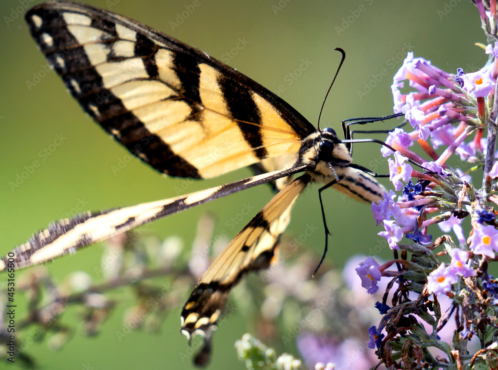 Monarch butterfly busy pollinating a Butterfly Bush Monarch butterfly busy pollinating a Butterfly Bush