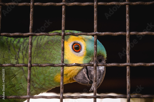 Cuadro en lienzo Maritaca, Brazilian bird of the parrot species