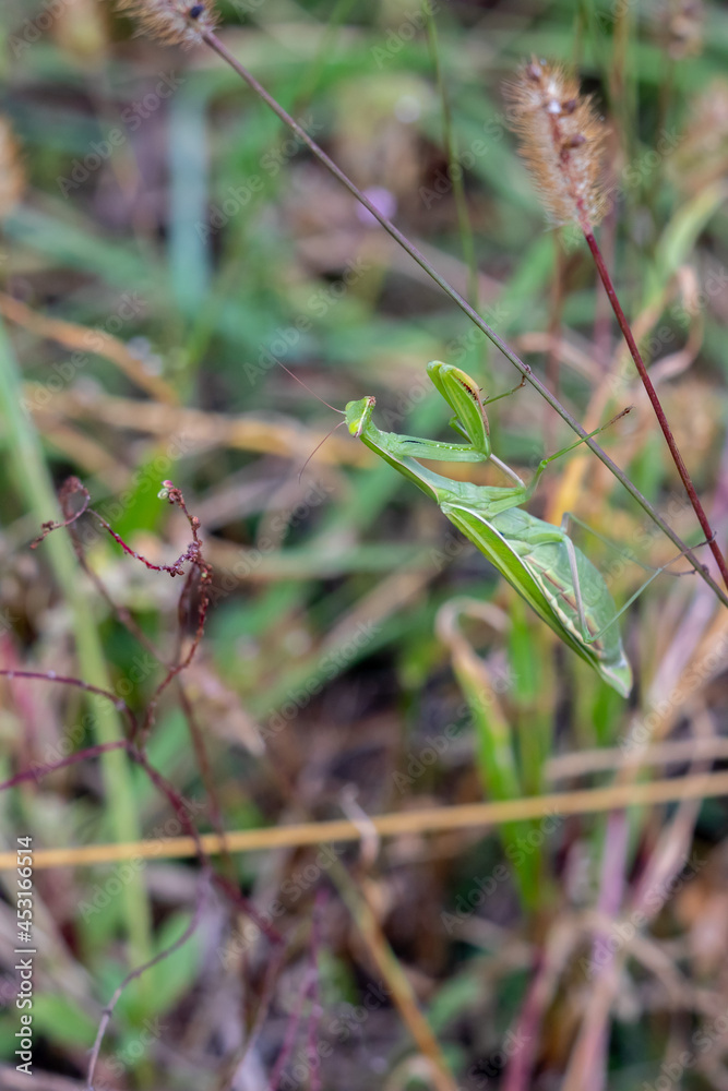 a mantis in ambush on a stalk of grass a mantis in ambush on a stalk of grass