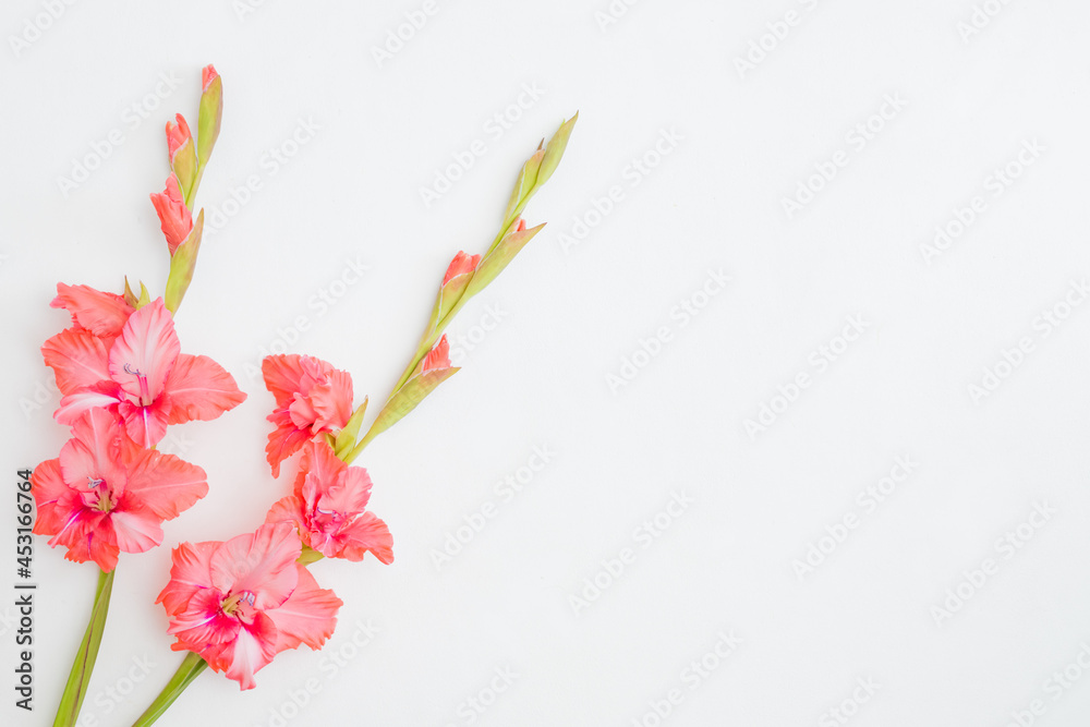 Fototapeta premium Flat lay frame with pink flowers on a white background