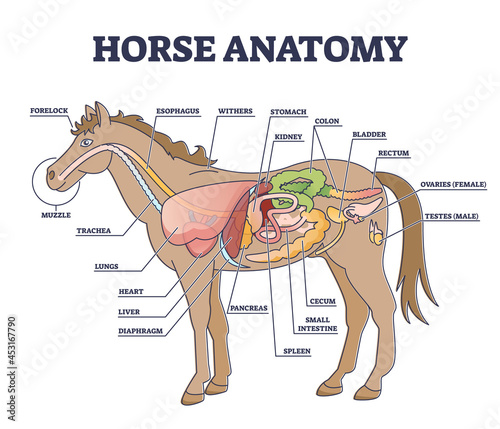 Horse anatomy and animal body inner physiological structure outline diagram. Educational labeled scheme with stallion anatomical parts for biology study vector illustration. Isolated medical system.