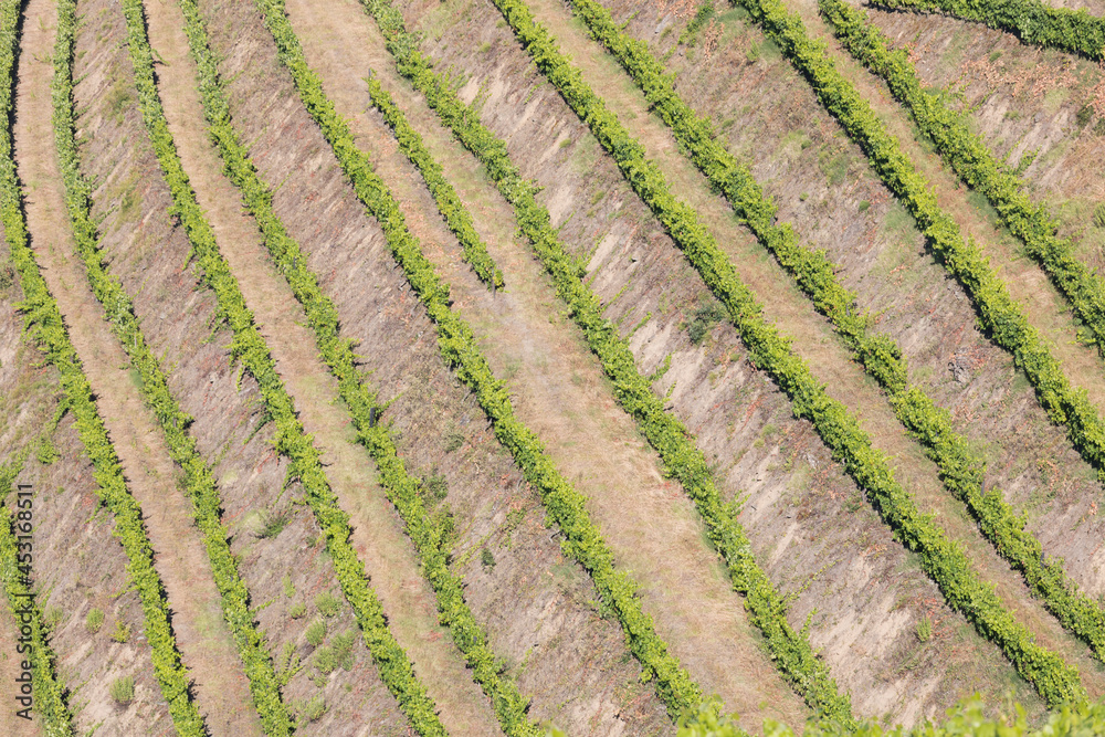 Douro Valley, Portugal. Top view of river, and the vineyards are on a hills. Summer day in terraced vineyards. Concept for travel in Portugal and most beautiful places in Portugal. Unesco Douro Valley, Portugal. Top view of river, and the vineyards are on a hills. Summer day in terraced vineyards. Concept for travel in Portugal and most beautiful places in Portugal. Unesco