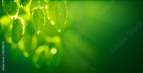 Canvas-taulu Green hop cones on the plantation on black background in sunshine backlit