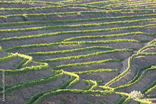 Douro Valley, Portugal. Top view of river, and the vineyards are on a hills. Summer day in terraced vineyards. Concept for travel in Portugal and most beautiful places in Portugal. Unesco