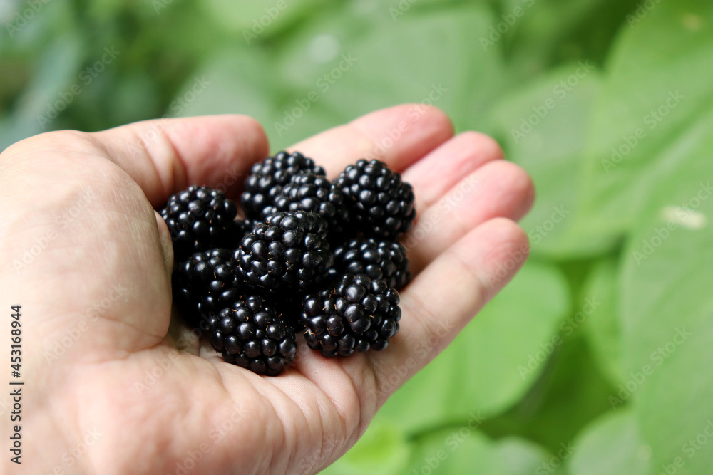Ripe blackberries in a palm hand close up. Fresh harvest of blackberry Ripe blackberries in a palm hand close up. Fresh harvest of blackberry