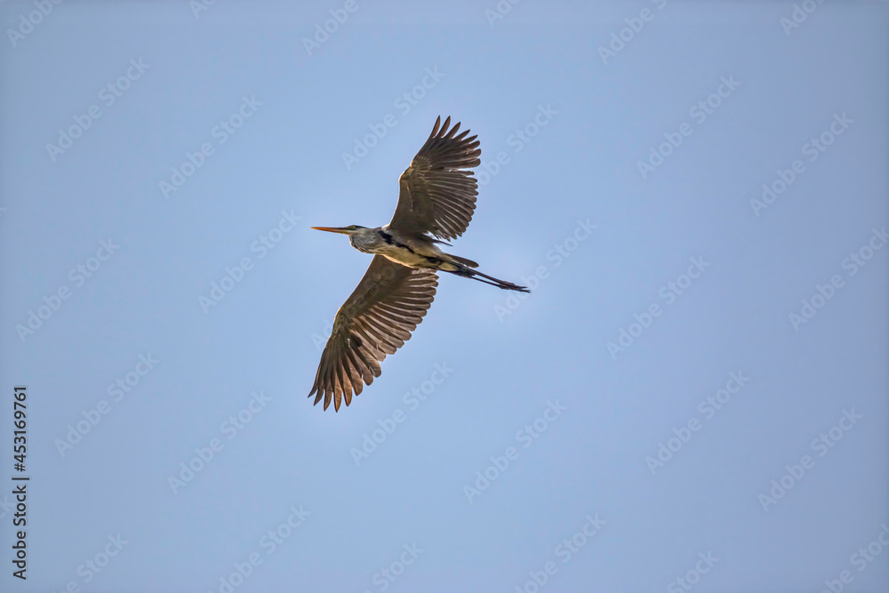 Fototapeta premium Cocoi Heron (Ardea cocoi) Flying in the Blue Sky - Garça-moura Voando no Céu Azul