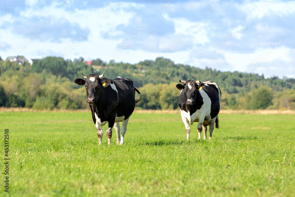 Two black and white cows grazes in a green meadow against a blue sky with clouds. Selective focus. High quality photo
