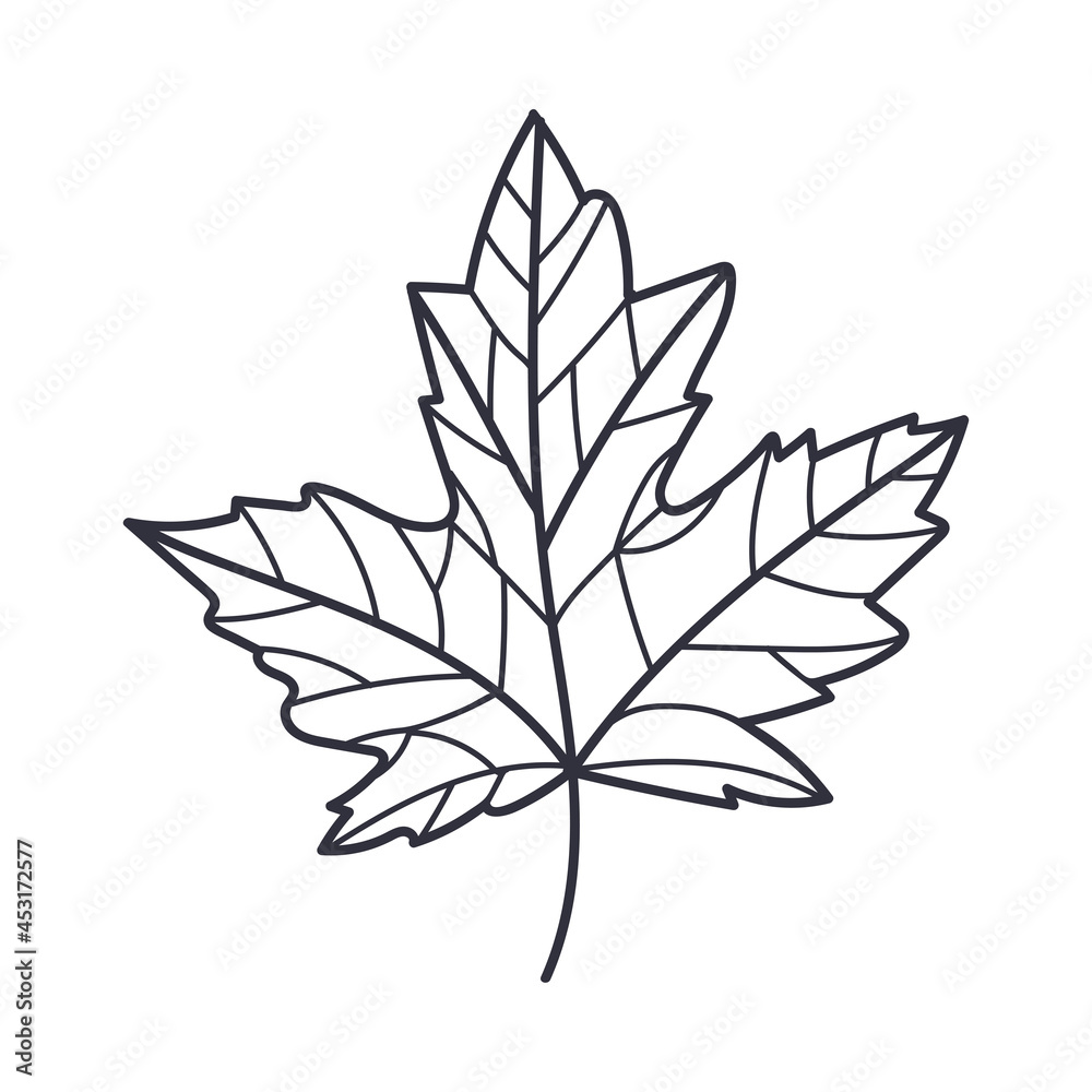 Hand Drawn Autumn Maple Leaf Contour or Outline Vector Illustration Hand Drawn Autumn Maple Leaf Contour or Outline Vector Illustration