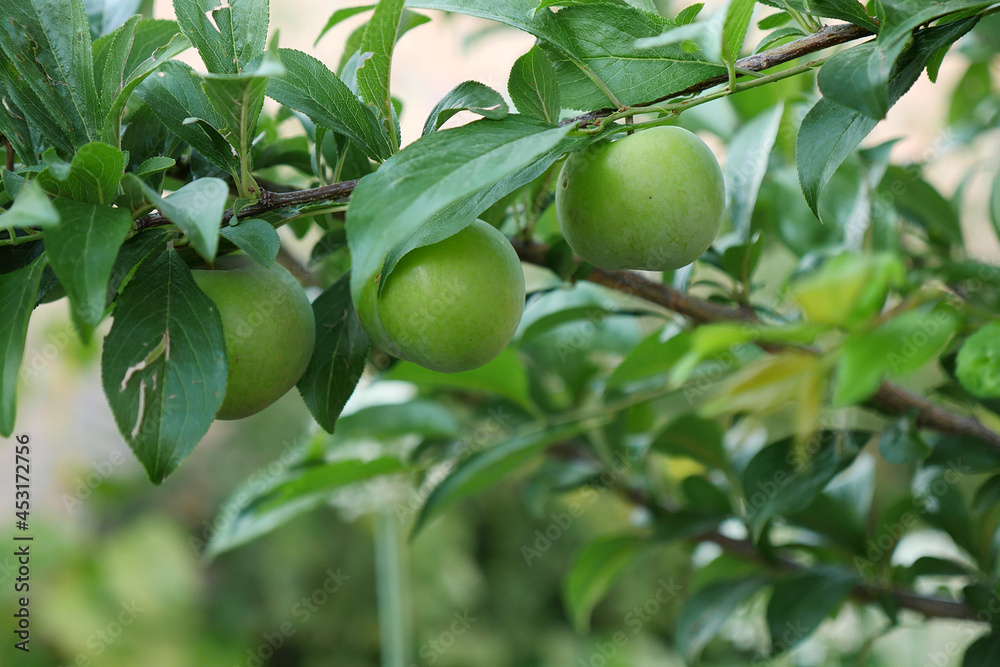 green sour plum standing on tree,close-up plump,plum on tree,