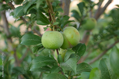 green sour plum standing on tree,close-up plump,plum on tree,