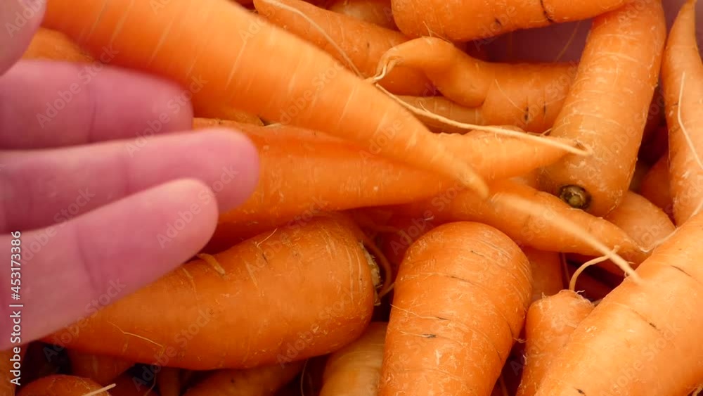 fresh and organic carrot,close-up orange carrot, fresh and organic carrot,close-up orange carrot,