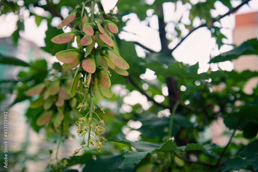 Beautiful foliage of the tree. Spring landscape. Beautiful foliage of the tree. Spring landscape.