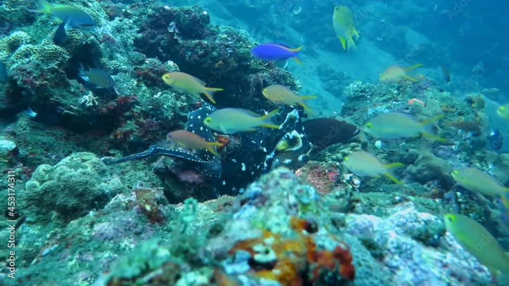 Octopus under water in the coral reef in the Bali Island Indonesia. Octopus under water in the coral reef in the Bali Island Indonesia.