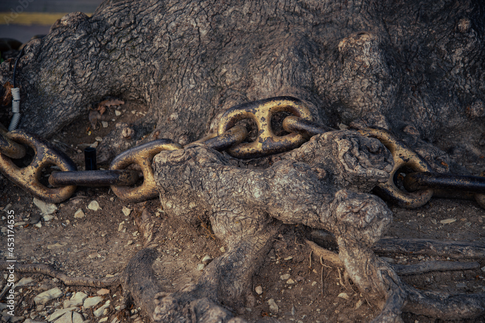 Obraz premium A gilded metal chain at the trunk of a tree.
