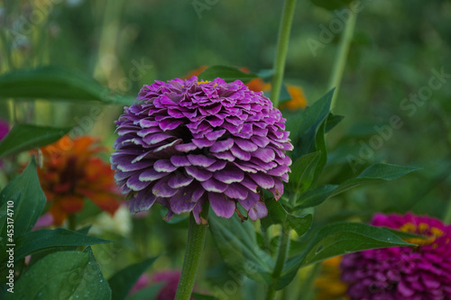 purple flower in the garden
