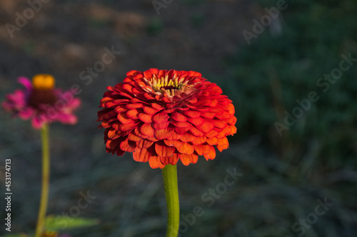 red flower in the garden