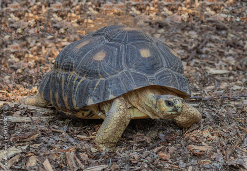 Radiated tortoise © Volodymyr