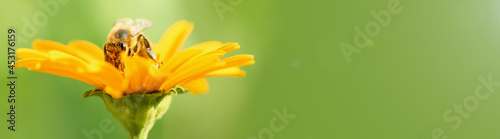 .Bee and flower. Close up of a large striped bee collecting pollen on a yellow flower on a Sunny bright day on a green background. Banner photo