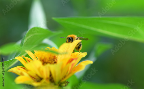 Bumblebee sitting on a yellow flower on a Sunny bright day, macro