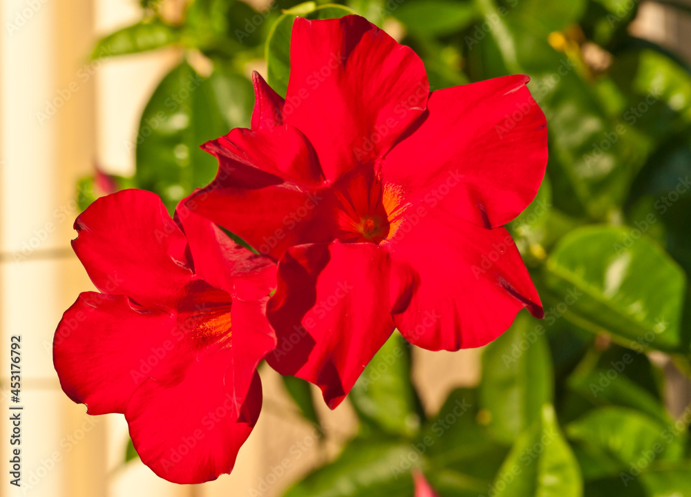 front view, close distance of red impatiens and green leaves growing on a tropical, stucco exterior wall front view, close distance of red impatiens and green leaves growing on a tropical, stucco exterior wall