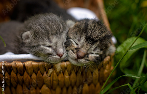 Obraz na plátně 6 day old tabby kittens