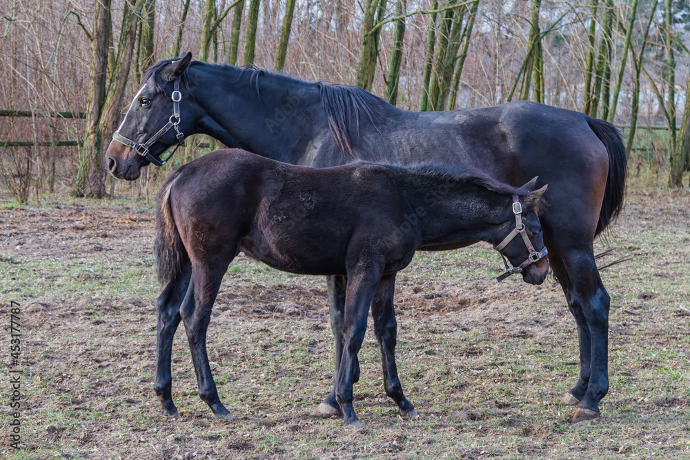 A beautiful brown horse with a small foal stands in a corral. A beautiful brown horse with a small foal stands in a corral.