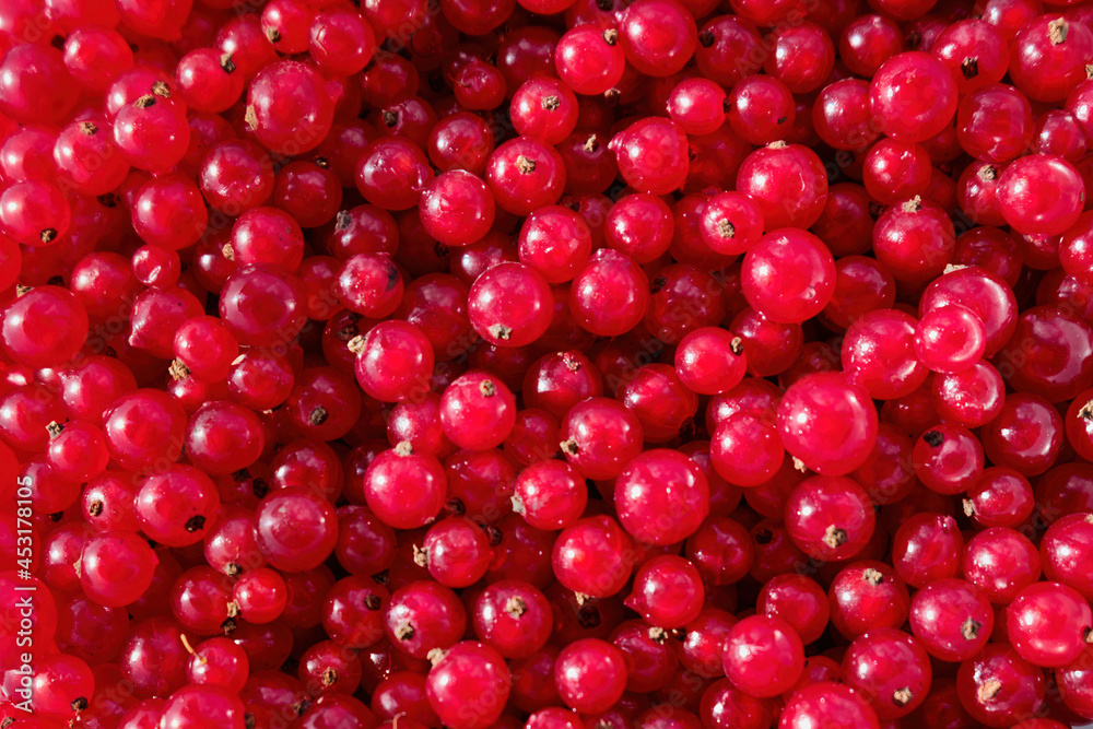Background of red currant. Close-up, top view. Fruit background. High quality photo Background of red currant. Close-up, top view. Fruit background. High quality photo