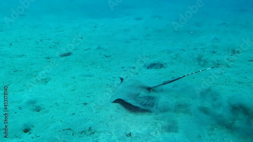 Wallpaper Mural Blue spotted ray swimming amongst coral reef on the ocean floor, Bali. Torontodigital.ca