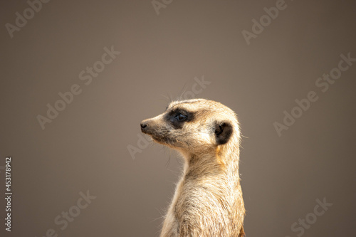 meerkat on guard © Danie