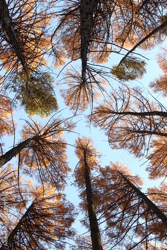 autumn trees and sky