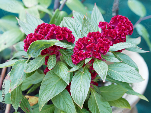 Cockscomb or Celosia cristata with bright red flower like head or wavy crest of rooster photo