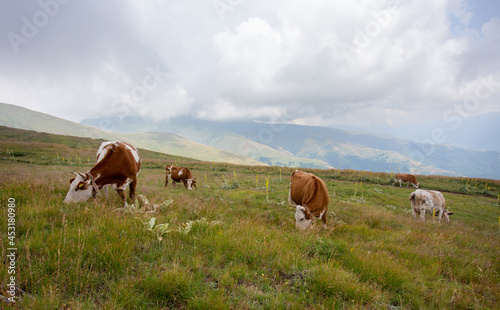 Simmental cattle grazing on mountains