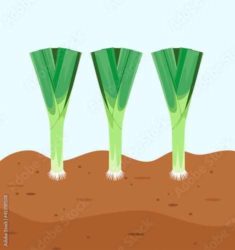Leeks in the garden. A ripe vegetable grows in the ground.