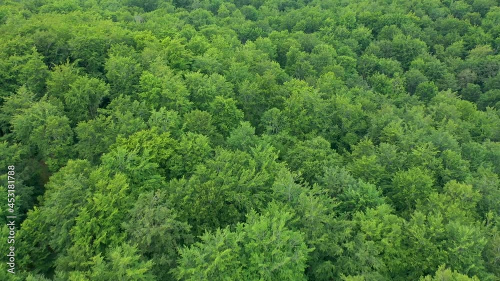 Aerial view flying over dense green forest and treetops in southern Sweden Aerial view flying over dense green forest and treetops in southern Sweden