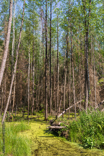 The forest swamp is covered with green tina. A wild forest with several fallen trees in a swampy area. Summer sunny day in the forest. Nature landscape background