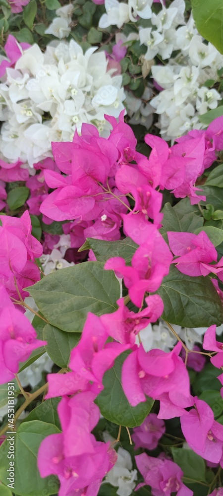 pink flowering bushes of bougainvillea. flowering bushes pink flowering bushes of bougainvillea. flowering bushes