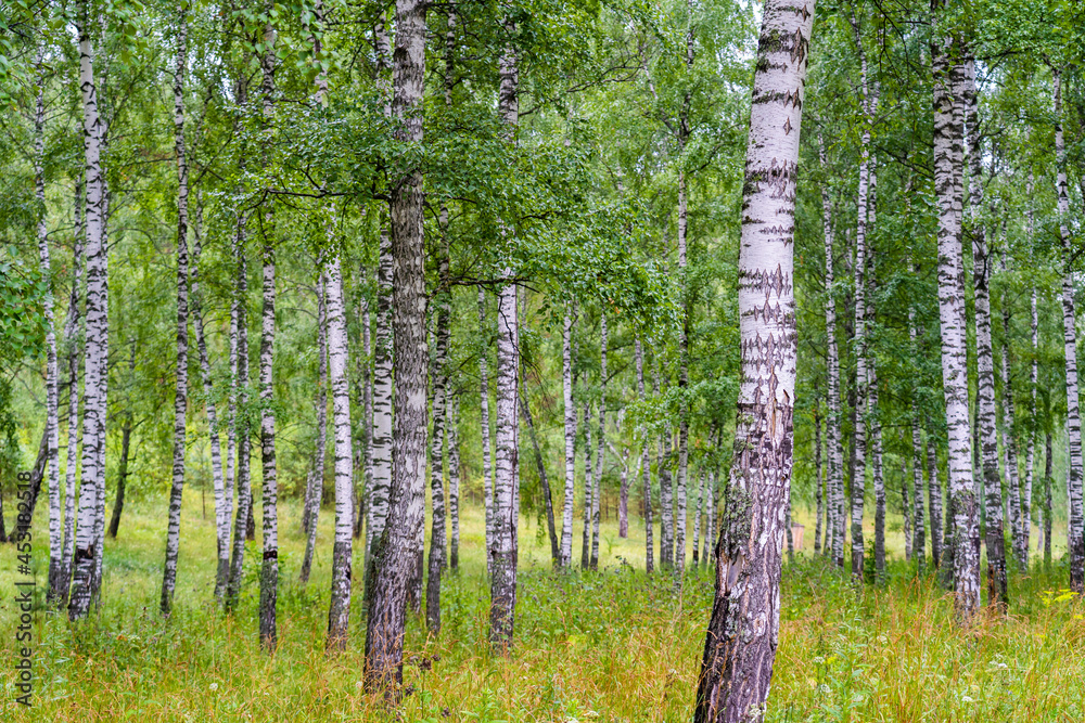 Obraz premium Green birch grove in Russia.