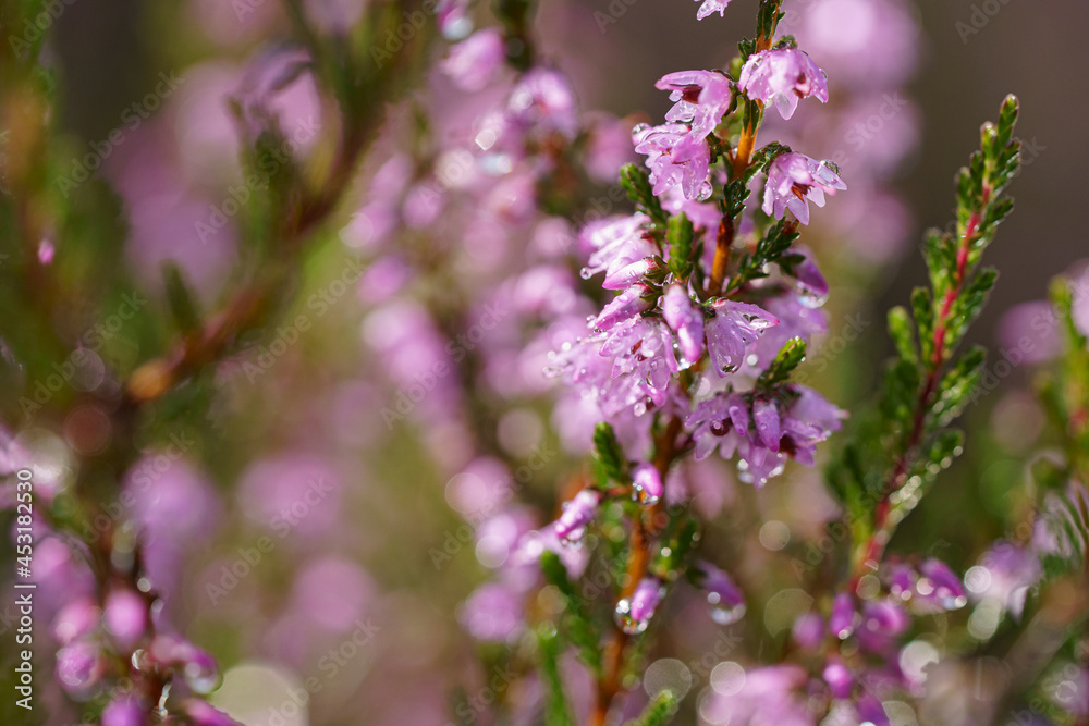 Lavender. Vibrant pink common heather (Calluna vulgaris) blossoming outdoors. Botanical photo. Lavender. Vibrant pink common heather (Calluna vulgaris) blossoming outdoors. Botanical photo.